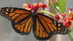 Monarch butterflies added to endangered species list News Clip