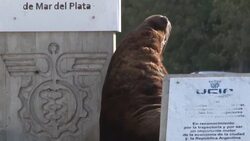 VOICED : Lobos marinos a sus anchas en una Mar del Plata vacía en Argentina News Clip