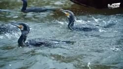 Japan’s Genius Offshore Fish Farm Harvests Millions of Fish Instructional Video