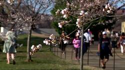 Cherry blossoms bloom early in Washington, D.C. News Clip