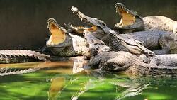 Some crocodiles with open mouths. Stock Footage