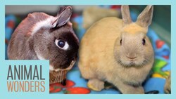 What Happened to Our Rabbit's Head Tilt? Plus New Baby! Instructional Video