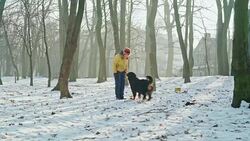 The happy, attractive 50-years-old senior woman playing with dogs in the park in the sunny winter day Stock Footage
