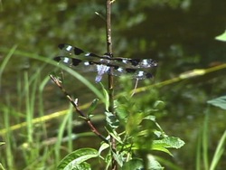 Clasificando a los seres vivos: clasificación científica Instructional Video