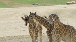 Watch as an Adorable Baby Giraffe is Bottle Fed Instructional Video