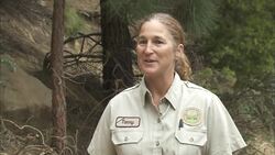 Boris the Baby Reindeer Is Just Setting Out on the Journey of Life Instructional Video