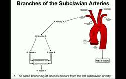 Anatomy - Major Branches of the Subclavian Artery [Arteries of The Arm] Instructional Video