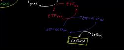 Catabolism of Glutaryl-S-CoA to Acetyl-S-CoA Instructional Video