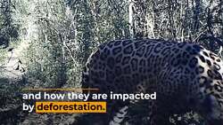 ‘Citizen scientists’ in Germany monitor jaguars in Bolivia’s eastern lowlands News Clip