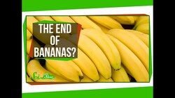 Bananas Are Losing the War on Fungus Instructional Video