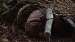 The Unique Name for the World's Largest Land Crab Instructional Video