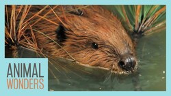 Special Needs Beaver Goes Swimming! Instructional Video