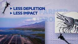 Shrimp: a sustainable catch? Instructional Video