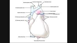Heart Anatomy Great Vessels of the Heart [Vessels @ 417] Instructional Video