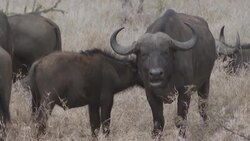 CLEAN : Kenya's first National Wildlife Census takes off News Clip