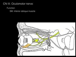 Cranial nerves III, IV and VI Instructional Video
