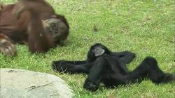 Enrichment Through Inter-species Interaction Is Key For These Orangutans and Otters Instructional Video