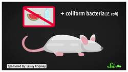 Your Microbiome and Your Brain Instructional Video