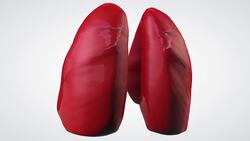 Cell Differentiation and Organismal Complexity Instructional Video