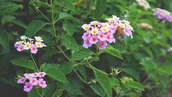 Pretty Lantana flowers bloom. Stock Footage