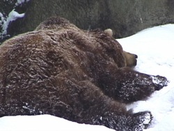 Migración y hibernación: ¿qué es la hibernacion? Instructional Video