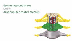 Rückenmarkshäute und Nervenwurzeln Instructional Video