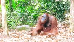 Orangutans: Behavior, Communication, and Reproduction Instructional Video