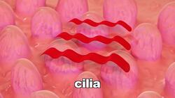 Understanding How We Perceive Sound Instructional Video