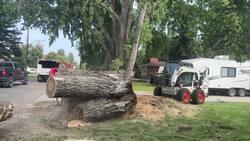 Province’s widest tree cut down in Saskatoon neighbourhood News Clip
