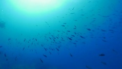 King Angelfish and Pacific Creole fish schooling undersea, Galapagos Stock Footage