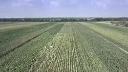 Drone view : fly over tobacco fields with farmers picking leaves Stock Footage