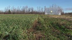 This Ottawa farm is growing fresh produce for the food bank News Clip
