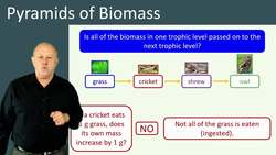 Pyramids of Biomass: Understanding Relative Amounts of Organic Matter in Food Chains Instructional Video