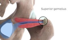 Gemelli muscles (3D) Instructional Video