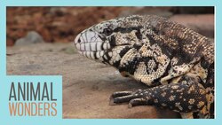 What Is Going On With These Lizards?! Instructional Video