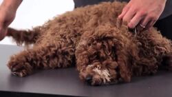How to Brush & Groom Your Puppy Instructional Video