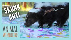 Lollipop The Skunk's New Rules Instructional Video