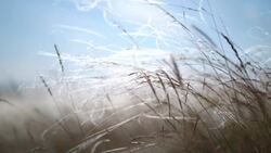 Exploring the Basics of Biology: Living vs. Non-living Instructional Video