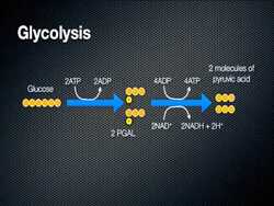Cellular Respiration - Energy in a Cell Instructional Video