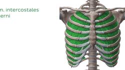 Musculi intercostales Instructional Video