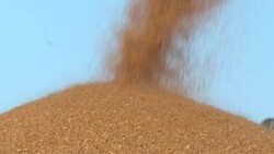 CLEAN : A combine harvester reaps wheat in a Tunis suburb amid global shortage News Clip