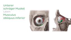 Musculus obliquus inferior Instructional Video