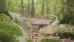 Woman picking mushrooms and drinking coffee in the forest Stock Footage