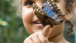 The Power of Cooperation: How Ants Teach Us About Teamwork Instructional Video