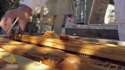 Extreme heat and drought threaten Iraq’s bees and honey production News Clip