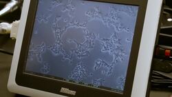 Come Track Rhino Diets With These Scientists and Find Out What They Learned Instructional Video