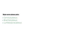 What is a nerve plexus? Instructional Video