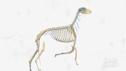 Evolving Brain - Mysteries of the Brain Instructional Video