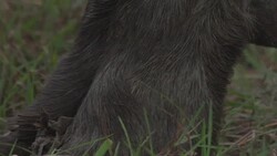 Moose close-up walking Stock Footage