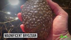 How to Eat When You Don't Have a Mouth: Lessons From 5 Animals Instructional Video